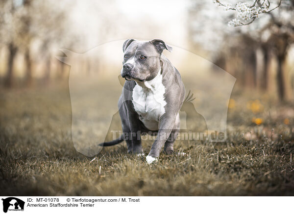 American Staffordshire Terrier / American Staffordshire Terrier / MT-01078