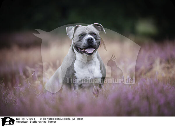 American Staffordshire Terrier / American Staffordshire Terrier / MT-01084
