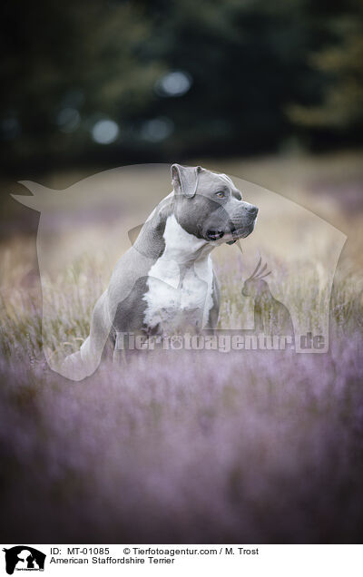 American Staffordshire Terrier / American Staffordshire Terrier / MT-01085