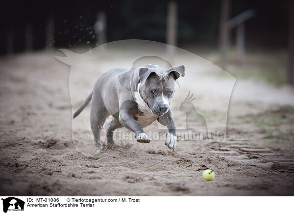 American Staffordshire Terrier / American Staffordshire Terrier / MT-01086