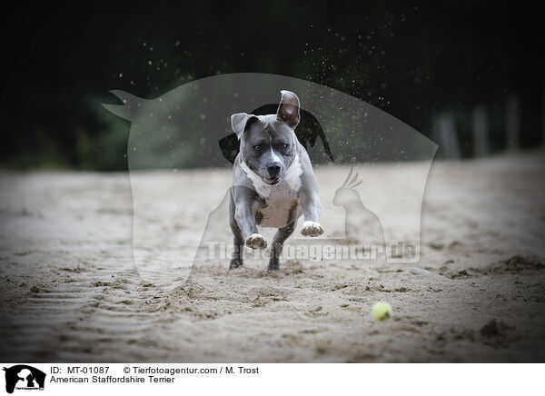 American Staffordshire Terrier / American Staffordshire Terrier / MT-01087