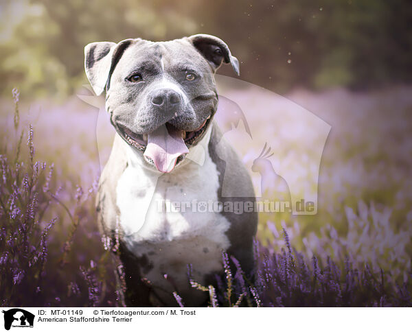 American Staffordshire Terrier / American Staffordshire Terrier / MT-01149