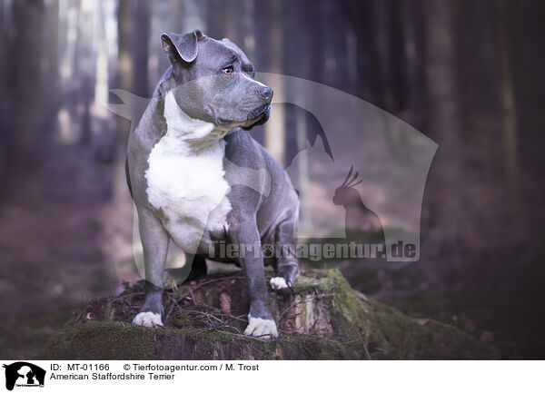 American Staffordshire Terrier / American Staffordshire Terrier / MT-01166