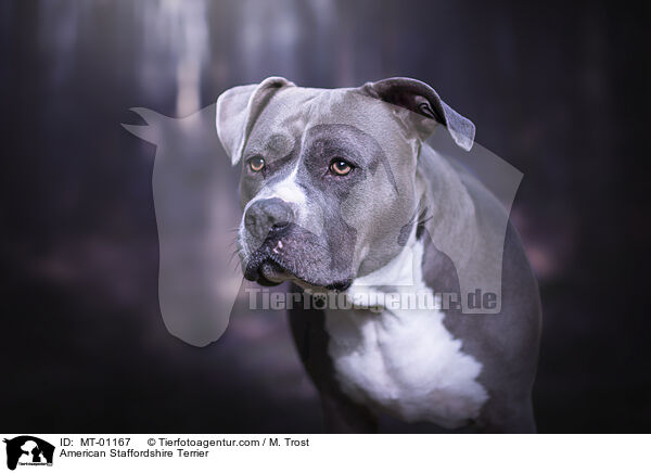 American Staffordshire Terrier / American Staffordshire Terrier / MT-01167