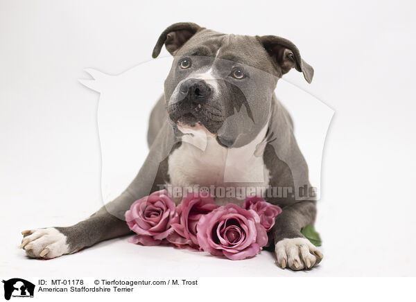 American Staffordshire Terrier / American Staffordshire Terrier / MT-01178