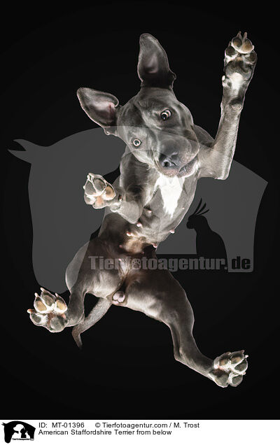 American Staffordshire Terrier von unten / American Staffordshire Terrier from below / MT-01396