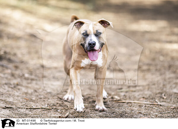 American Staffordshire Terrier / American Staffordshire Terrier / MT-01496
