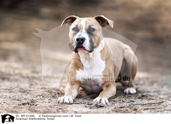American Staffordshire Terrier / American Staffordshire Terrier / MT-01498