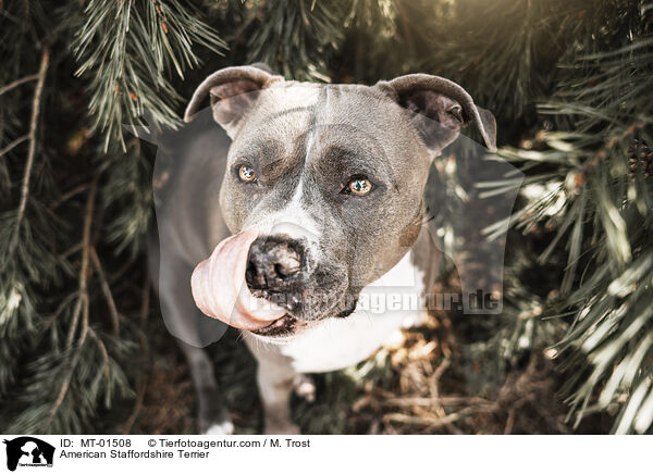 American Staffordshire Terrier / American Staffordshire Terrier / MT-01508