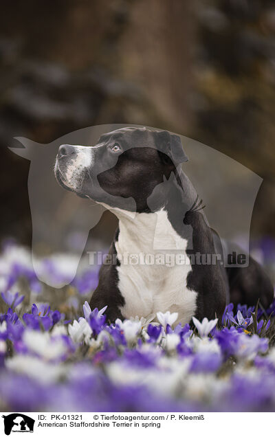 American Staffordshire Terrier im Frhling / American Staffordshire Terrier in spring / PK-01321