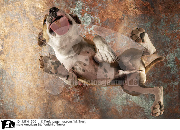 American Staffordshire Terrier Rde / male American Staffordshire Terrier / MT-01596