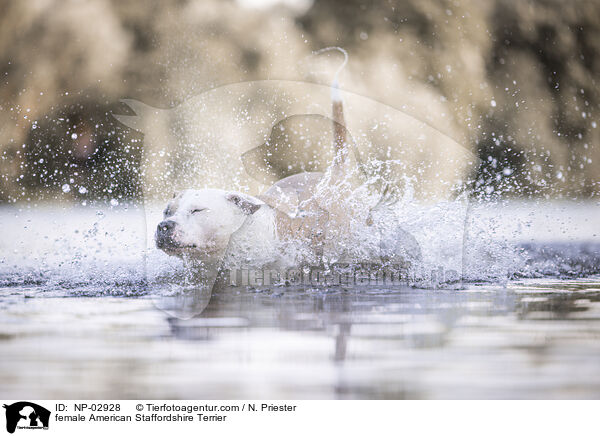 American Staffordshire Terrier Hndin / female American Staffordshire Terrier / NP-02928