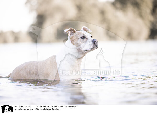 American Staffordshire Terrier Hndin / female American Staffordshire Terrier / NP-02973