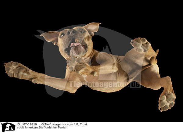 ausgewachsener American Staffordshire Terrier / adult American Staffordshire Terrier / MT-01816