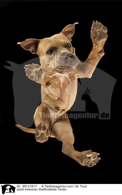 ausgewachsener American Staffordshire Terrier / adult American Staffordshire Terrier / MT-01817