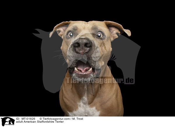 ausgewachsener American Staffordshire Terrier / adult American Staffordshire Terrier / MT-01826