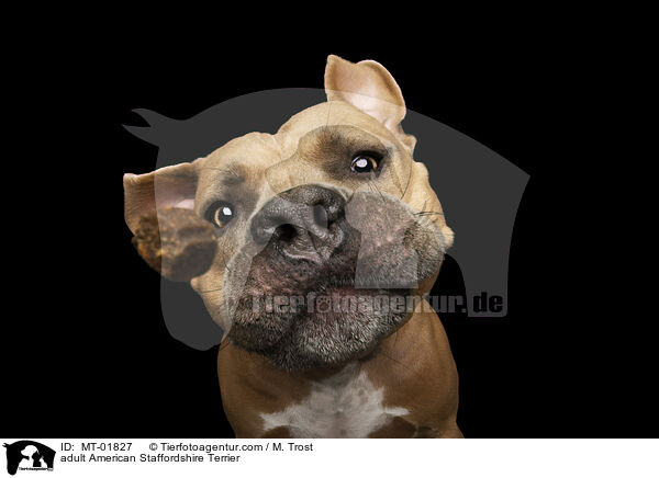 ausgewachsener American Staffordshire Terrier / adult American Staffordshire Terrier / MT-01827