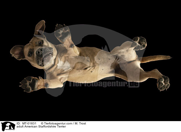 ausgewachsener American Staffordshire Terrier / adult American Staffordshire Terrier / MT-01831