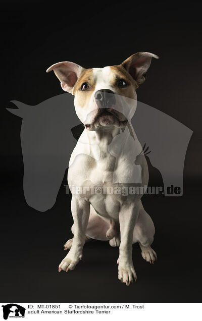 ausgewachsener American Staffordshire Terrier / adult American Staffordshire Terrier / MT-01851