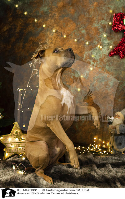 American Staffordshire Terrier an Weihnachten / American Staffordshire Terrier at christmas / MT-01931