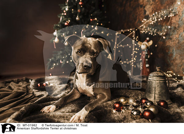 American Staffordshire Terrier an Weihnachten / American Staffordshire Terrier at christmas / MT-01982