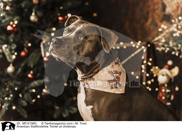 American Staffordshire Terrier an Weihnachten / American Staffordshire Terrier at christmas / MT-01983