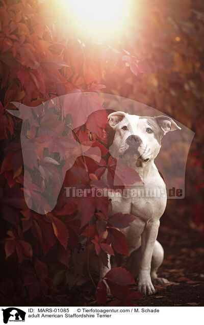ausgewachsener American Staffordshire Terrier / adult American Staffordshire Terrier / MARS-01085