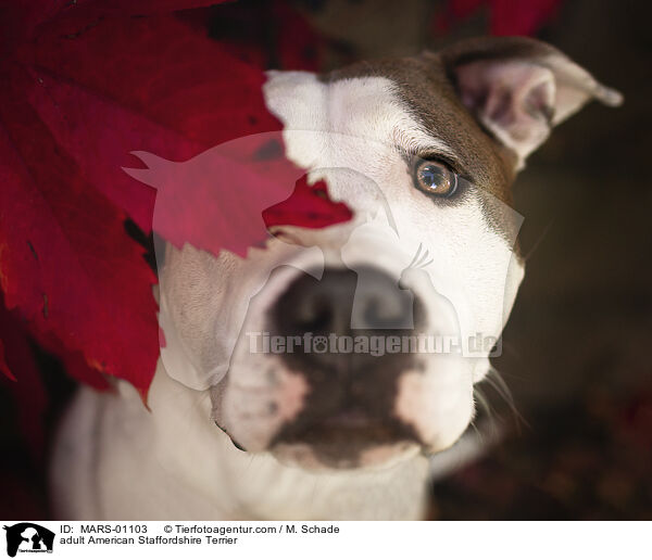 ausgewachsener American Staffordshire Terrier / adult American Staffordshire Terrier / MARS-01103