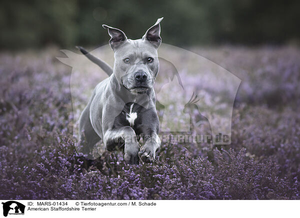 American Staffordshire Terrier / American Staffordshire Terrier / MARS-01434