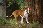 young American Staffordshire Terrier