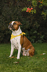 sitting American Staffordshire Terrier