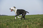young American Staffordshire Terrier