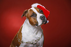 American Staffordshire Terrier with santa hat