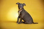 sitting  American Staffordshire Terrier Puppy
