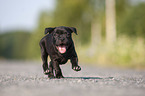 American Staffordshire Terrier Puppy
