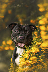 American Staffordshire Terrier