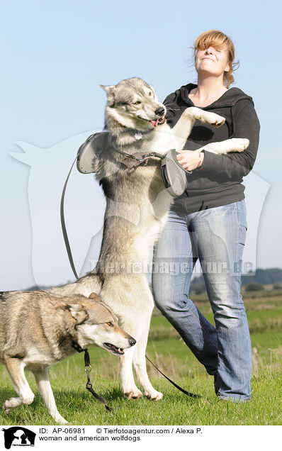 woman and american wolfdogs / AP-06981
