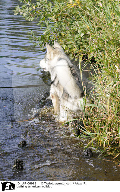 bathing american wolfdog / AP-06983