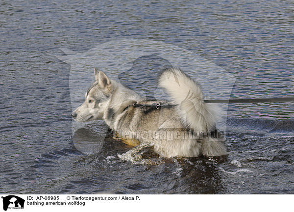 bathing american wolfdog / AP-06985