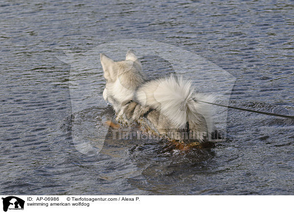 swimming american wolfdog / AP-06986