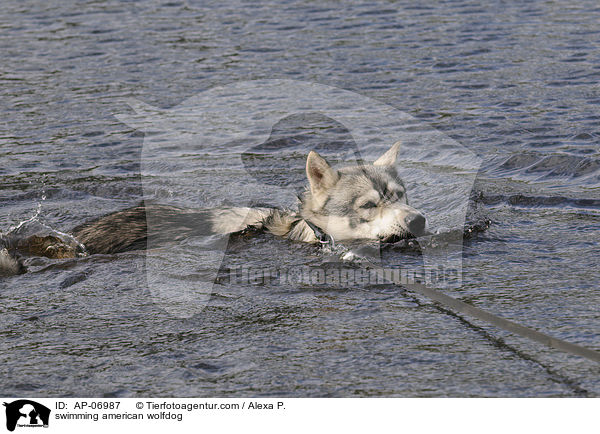 swimming american wolfdog / AP-06987
