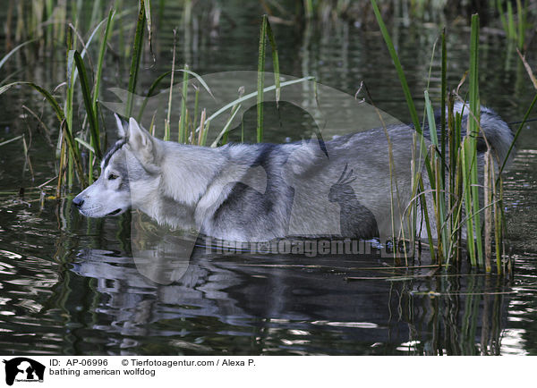 bathing american wolfdog / AP-06996