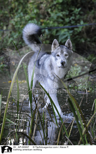 bathing american wolfdog / AP-06997