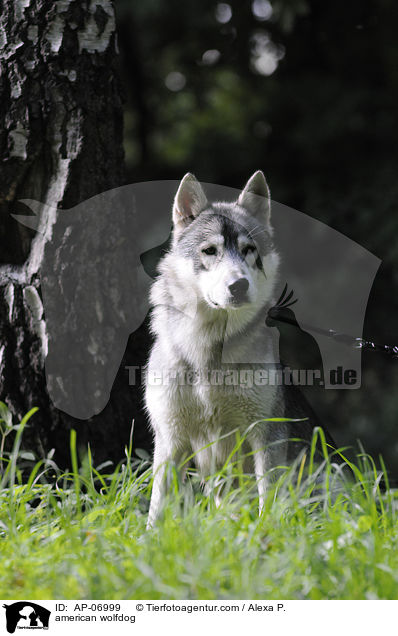 american wolfdog / AP-06999