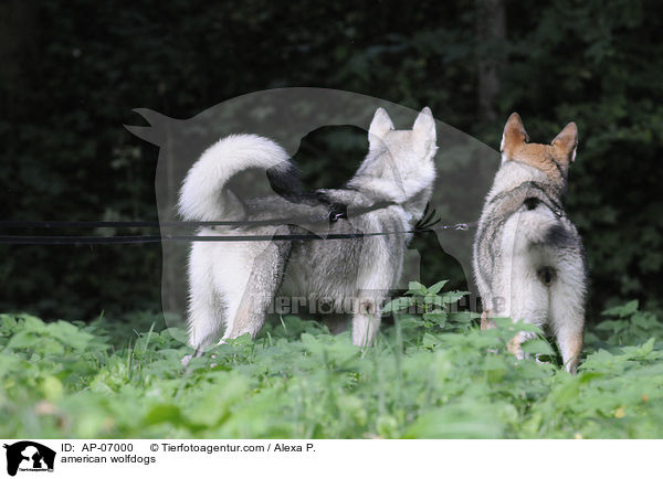 american wolfdogs / AP-07000