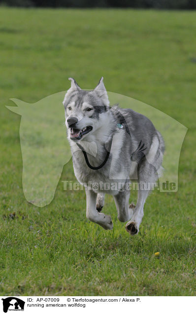running american wolfdog / AP-07009