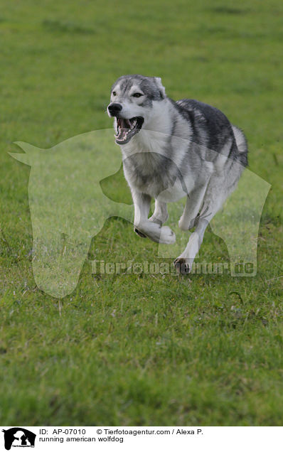 running american wolfdog / AP-07010