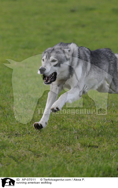 running american wolfdog / AP-07011