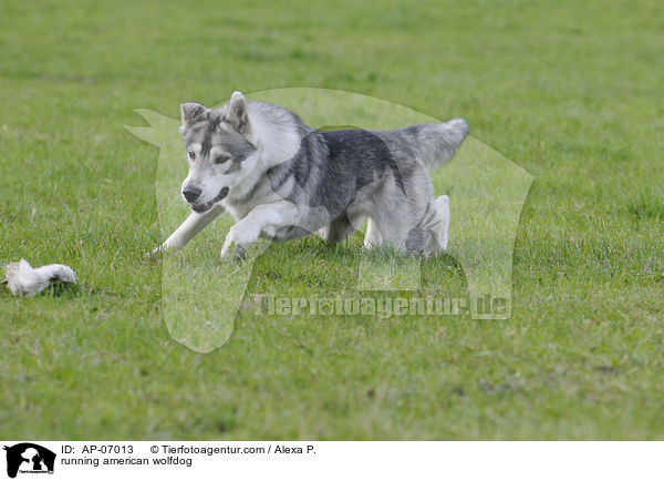 running american wolfdog / AP-07013