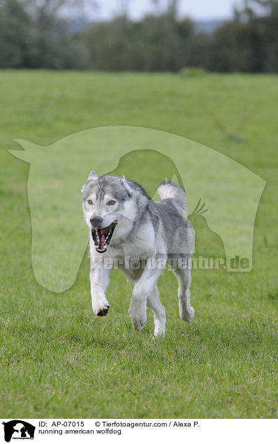 running american wolfdog / AP-07015